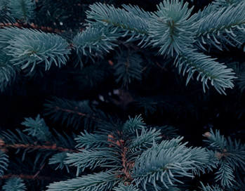 advent year 1 thumbnail - tree