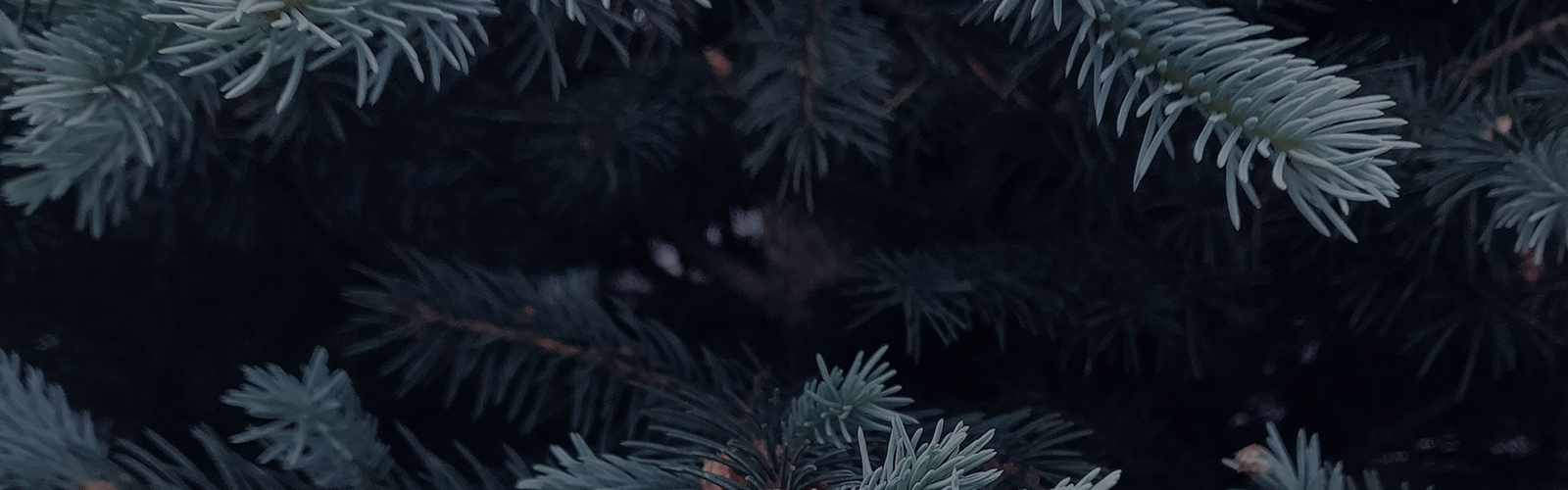 closeup of a tree