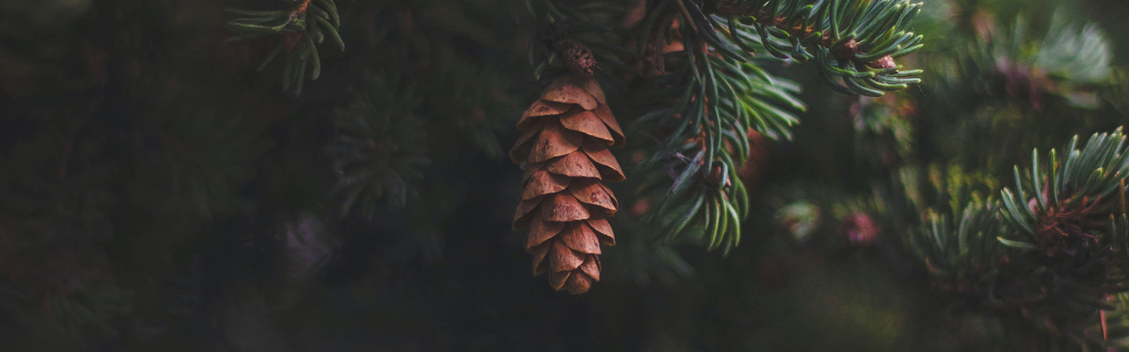 close up of pine cone on tree 