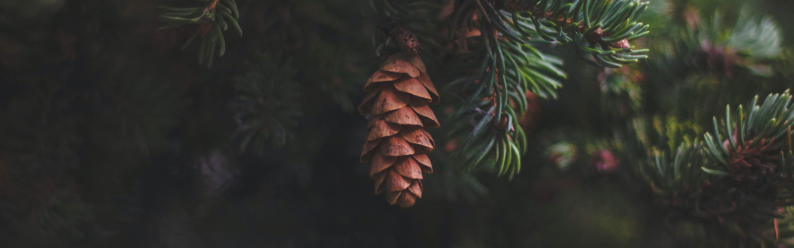 close up of pine cone on tree