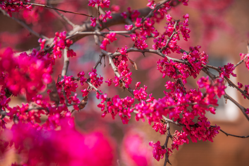 Fuschia flowers fade in and out of focus