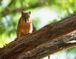 a squirrel in a tree