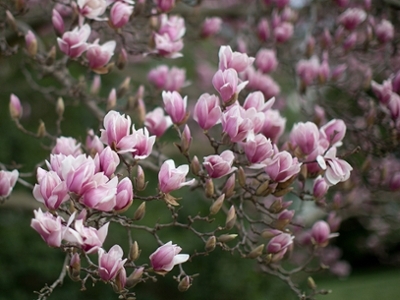 Cherry Blossoms dotting their tree with pink petals