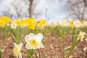 yellow tulips on the DBU college campus in Dallas, Texas