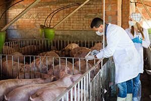 vets looking at pigs